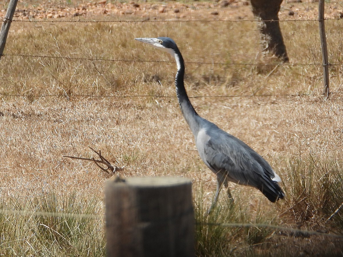 Black-headed Heron - ML647162315