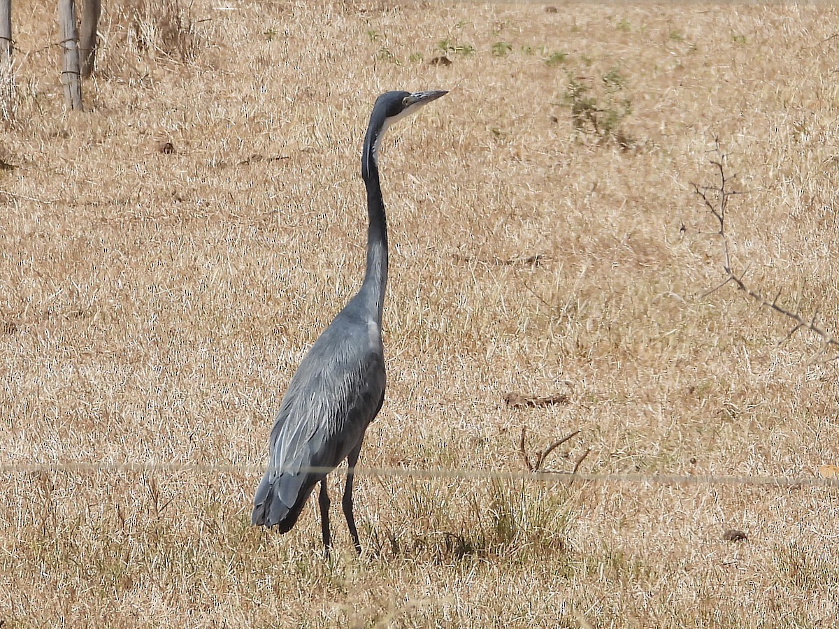 Black-headed Heron - ML647162316