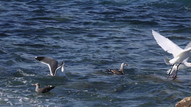 Western Gull - ML647162318