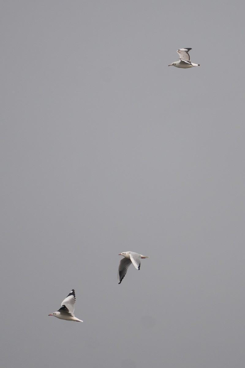 Gaviota Centroasiática - ML647162320