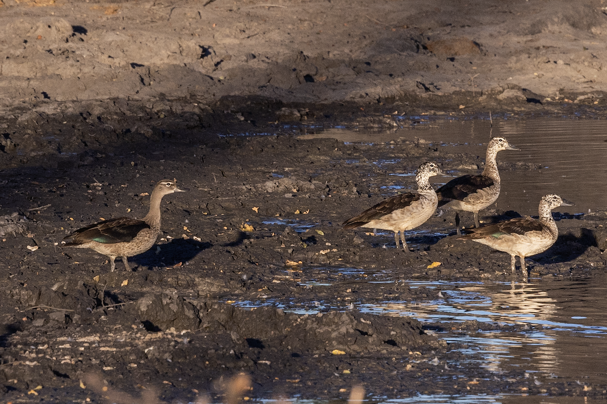 Knob-billed Duck - ML647162321