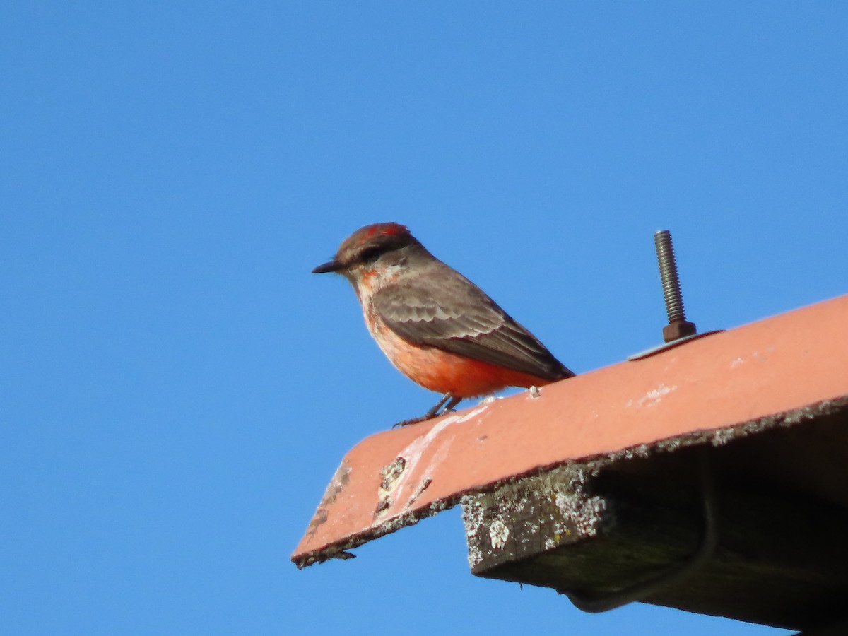 Vermilion Flycatcher (Northern) - ML647162329