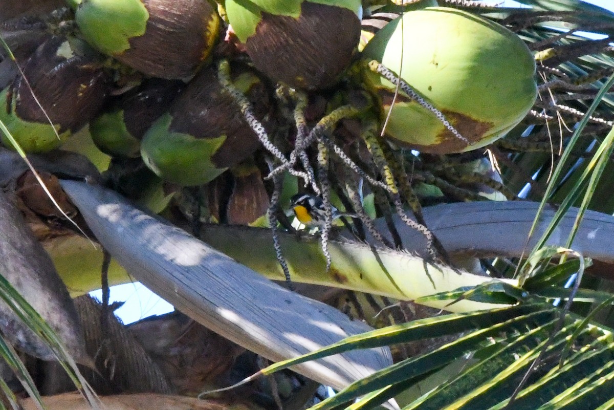 Goldkehl-Waldsänger - ML647162333