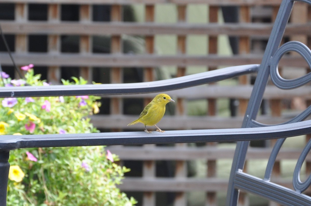 Sarı Ötleğen - ML647162362