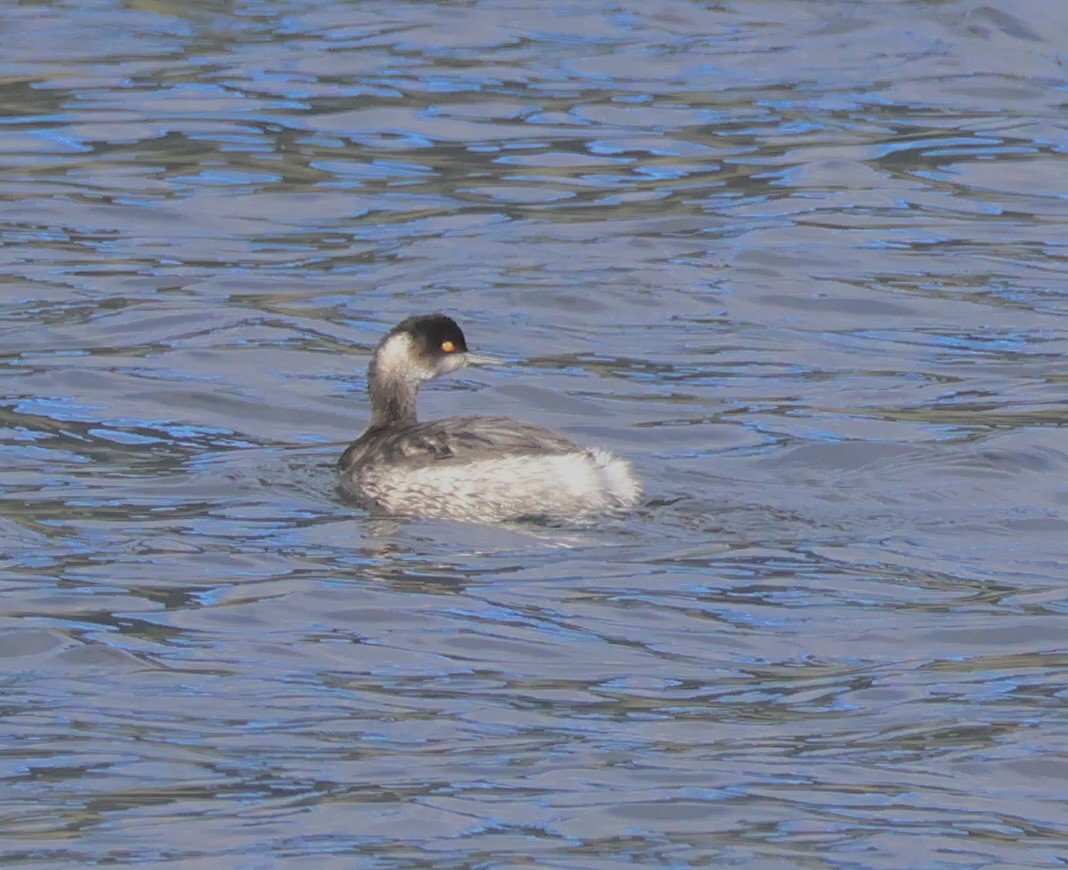 Eared Grebe - ML647162364