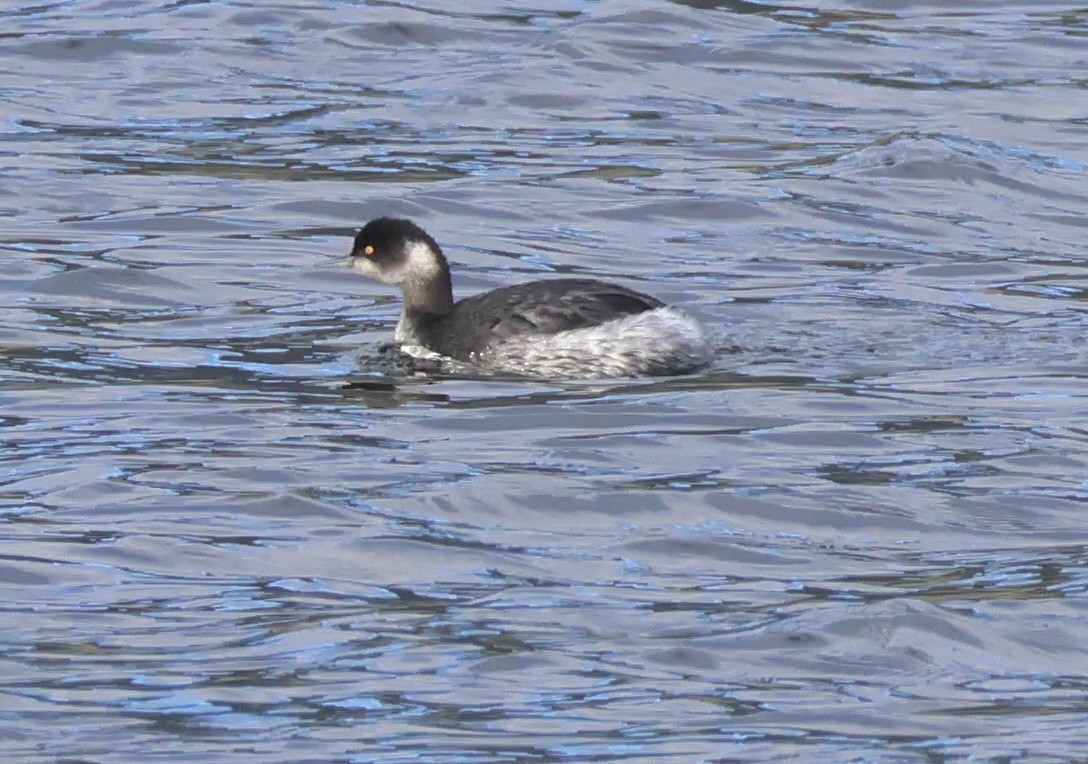 Eared Grebe - ML647162366