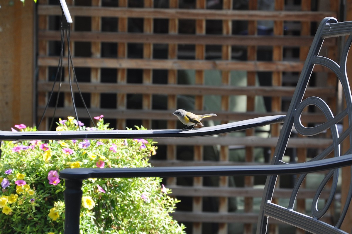 Горихвостковая древесница - ML647162371