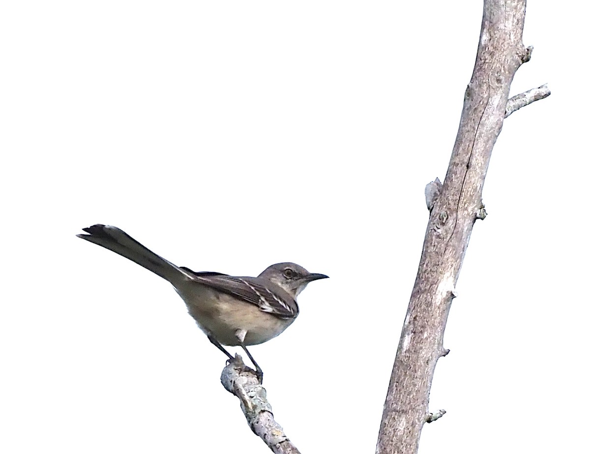 Пересмішник багатоголосий - ML647162377