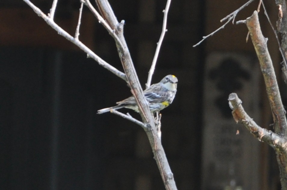 Yellow-rumped Warbler - ML647162379