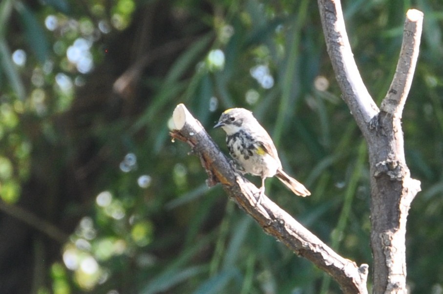 Yellow-rumped Warbler - ML647162380
