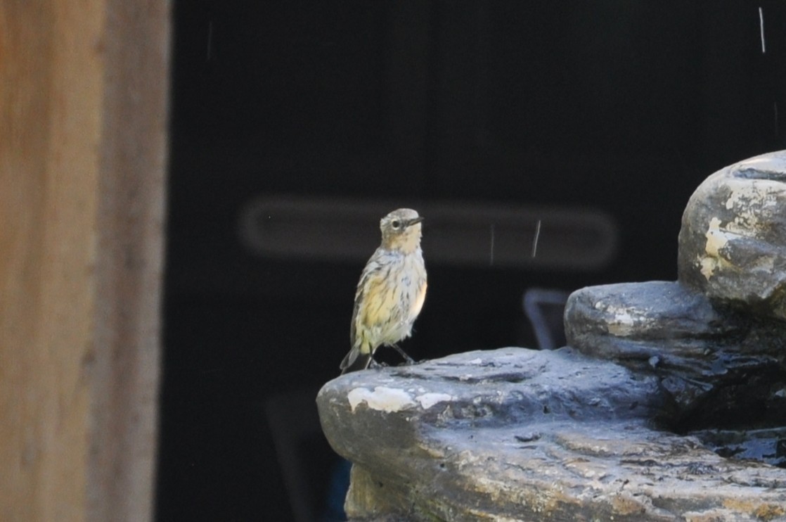 Yellow-rumped Warbler - ML647162381