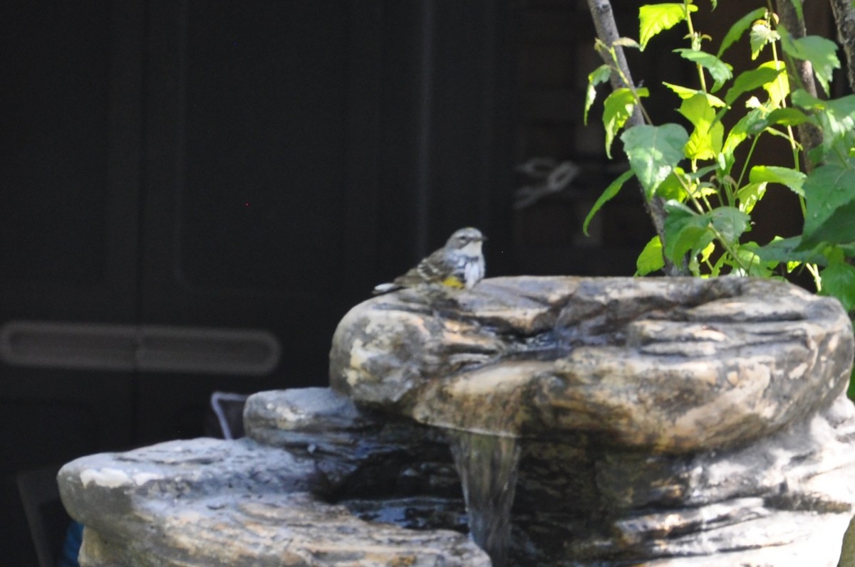 Yellow-rumped Warbler - ML647162382
