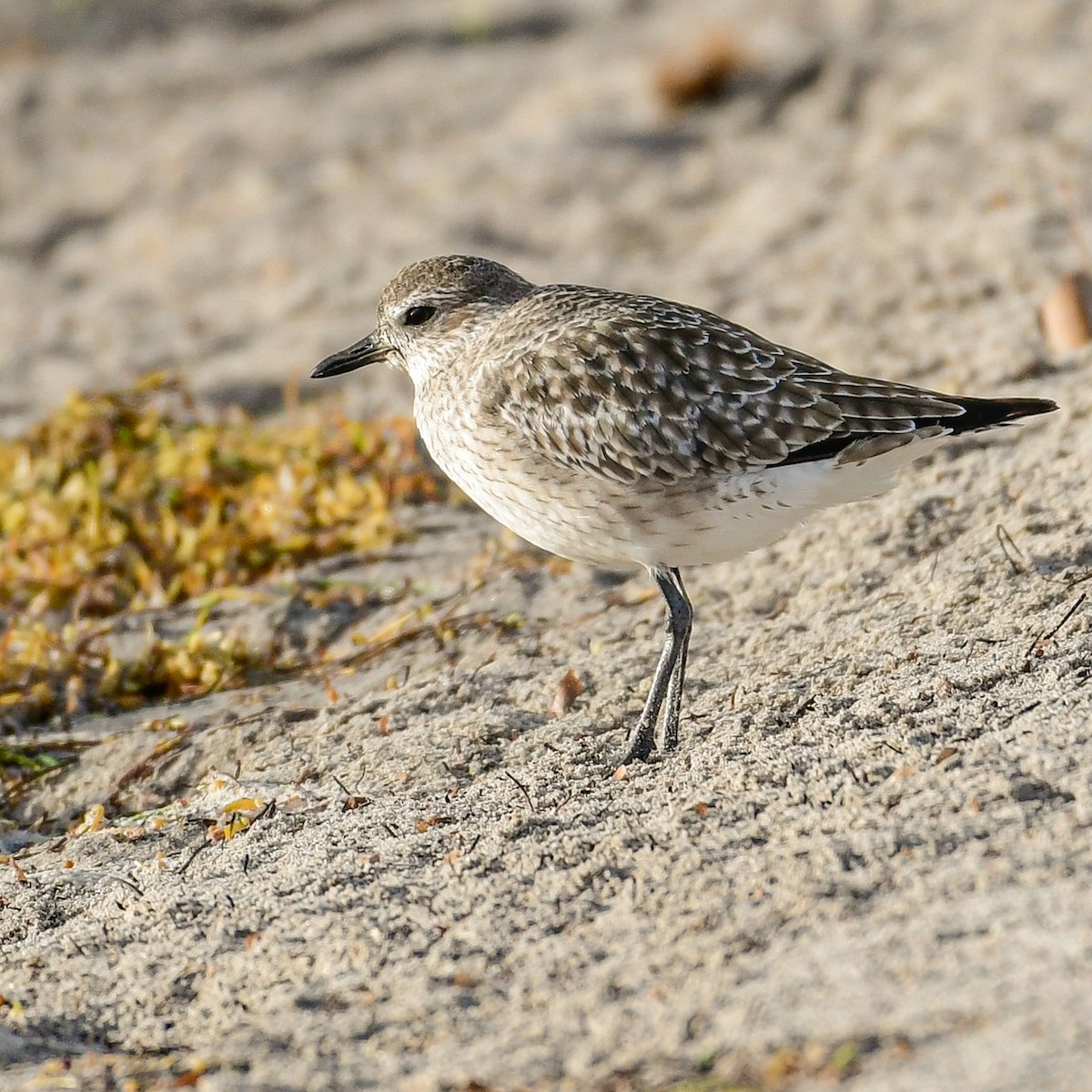 חופזי מנומר - ML647162383