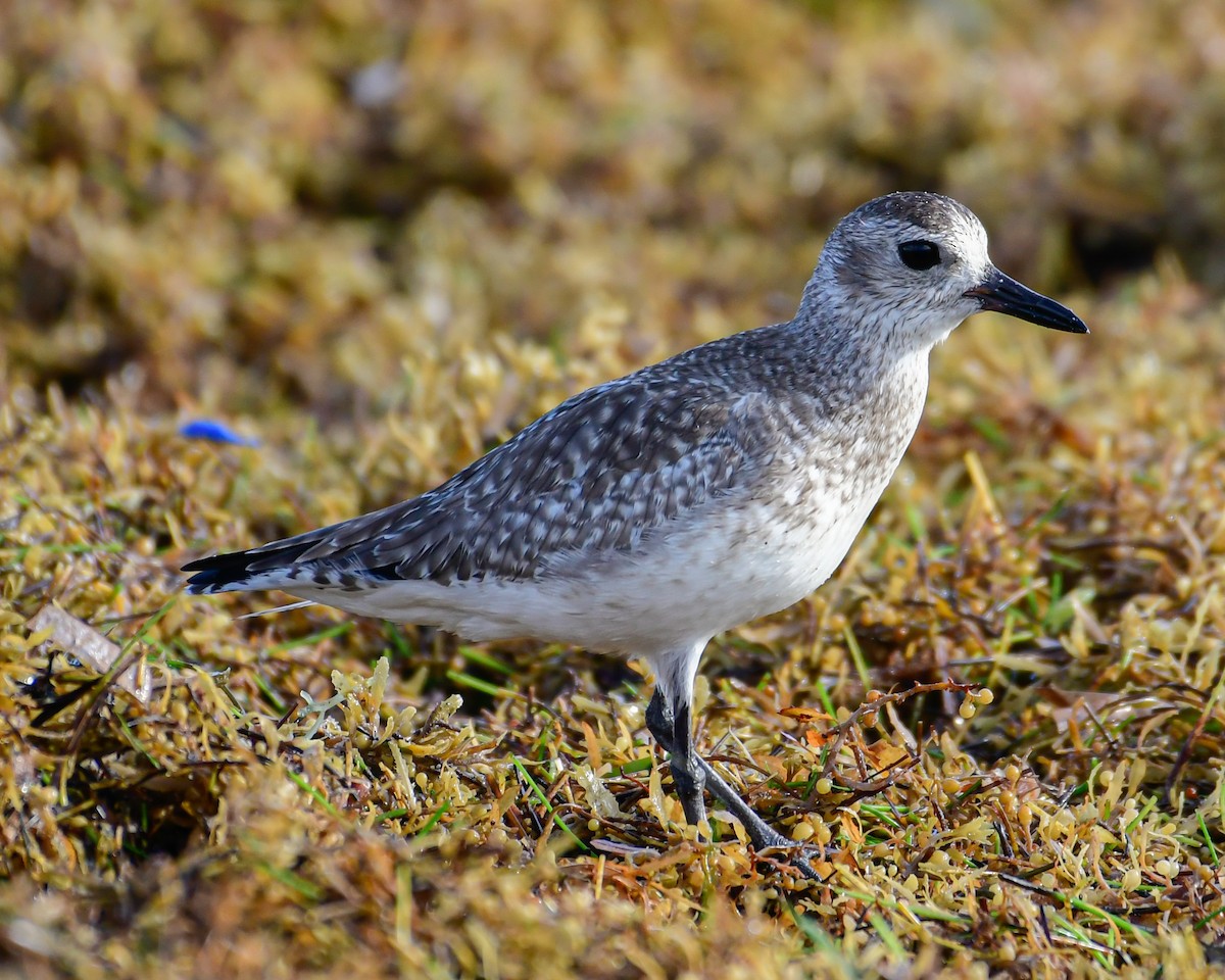 חופזי מנומר - ML647162384