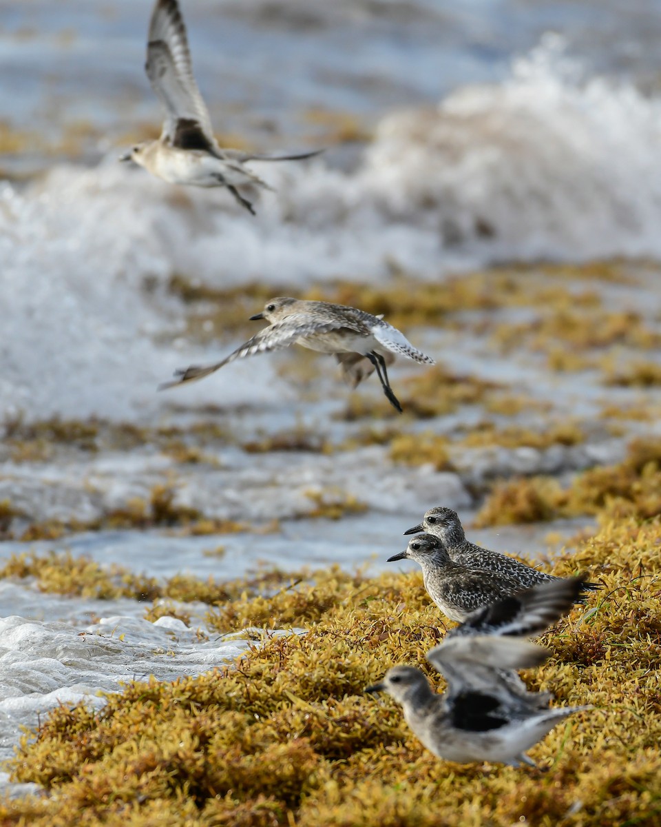 חופזי מנומר - ML647162385