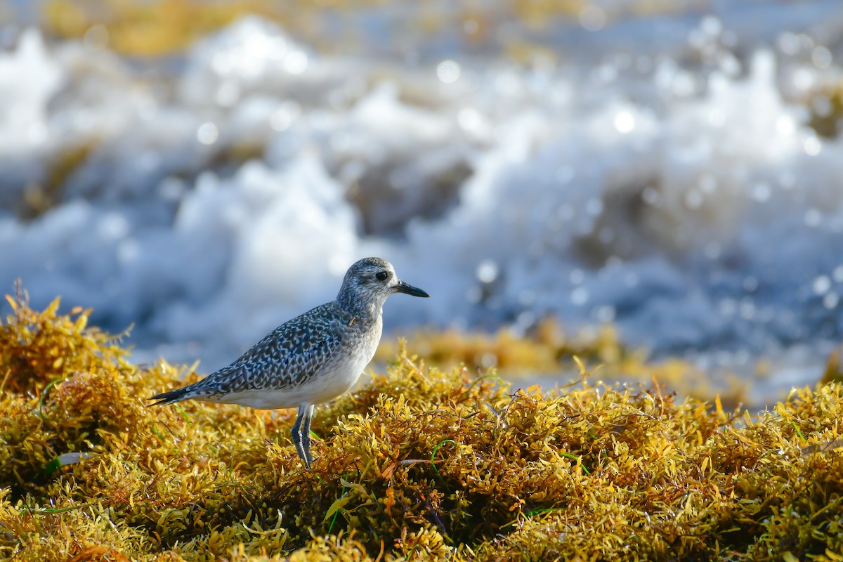 חופזי מנומר - ML647162386