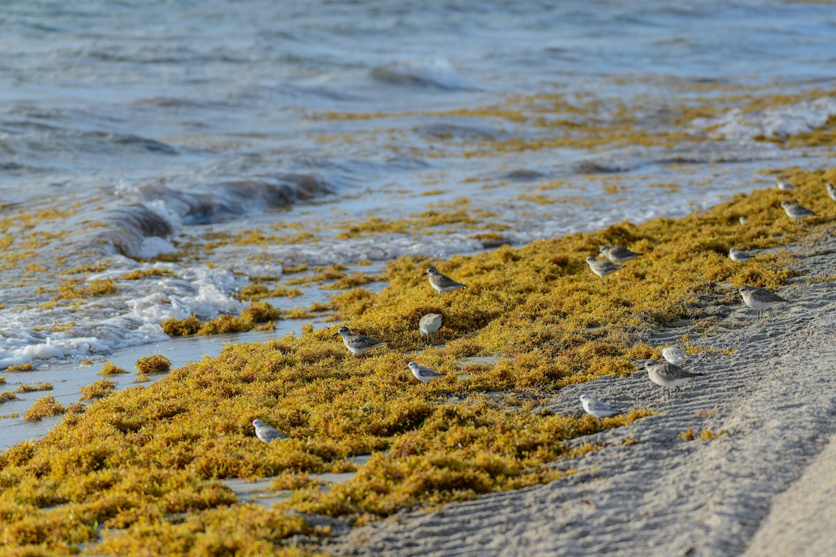חופזי מנומר - ML647162388