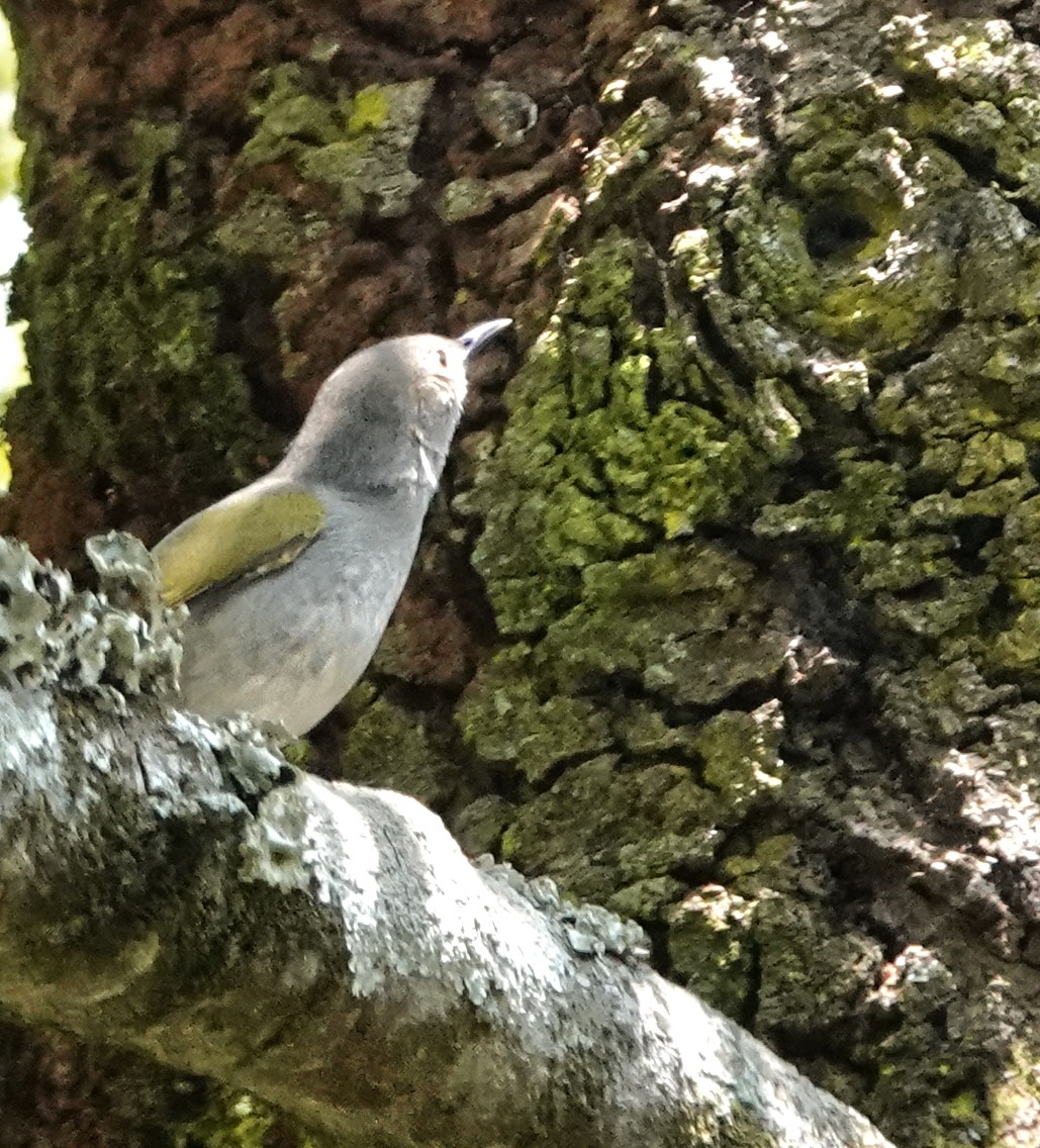 Green-backed Camaroptera - ML647162389