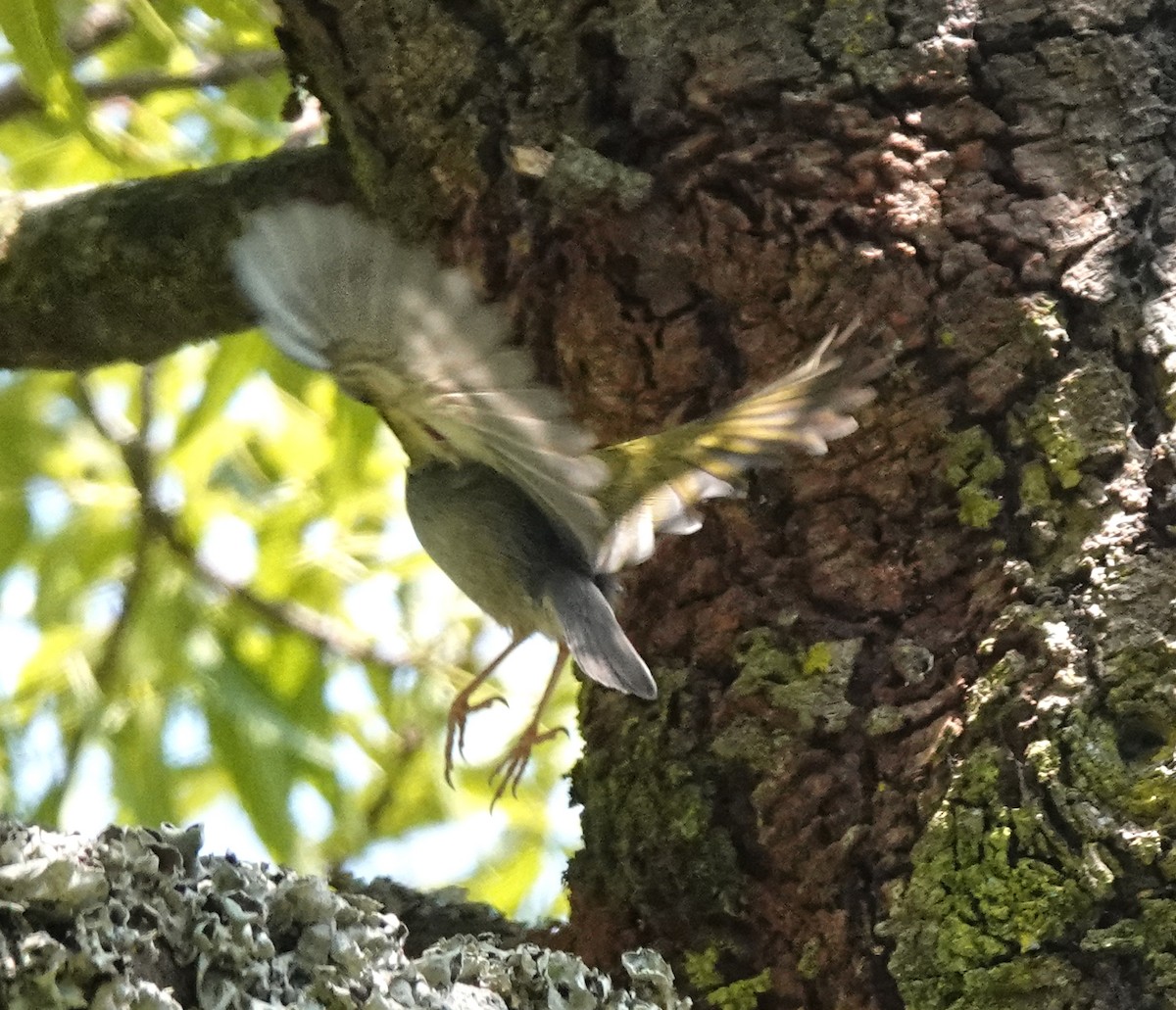Green-backed Camaroptera - ML647162390