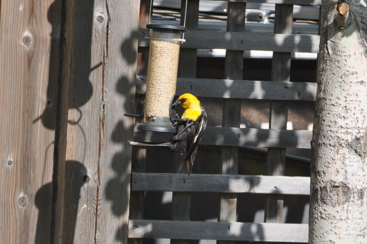 Yellow-headed Blackbird - ML647162391