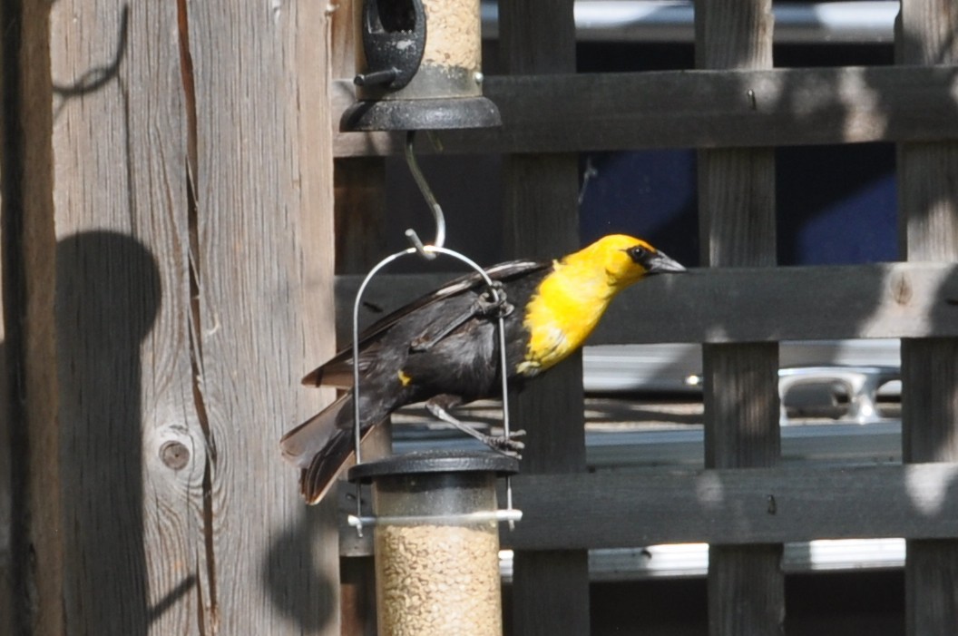 Yellow-headed Blackbird - ML647162392