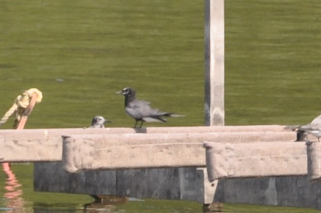 Black Tern - ML647162401