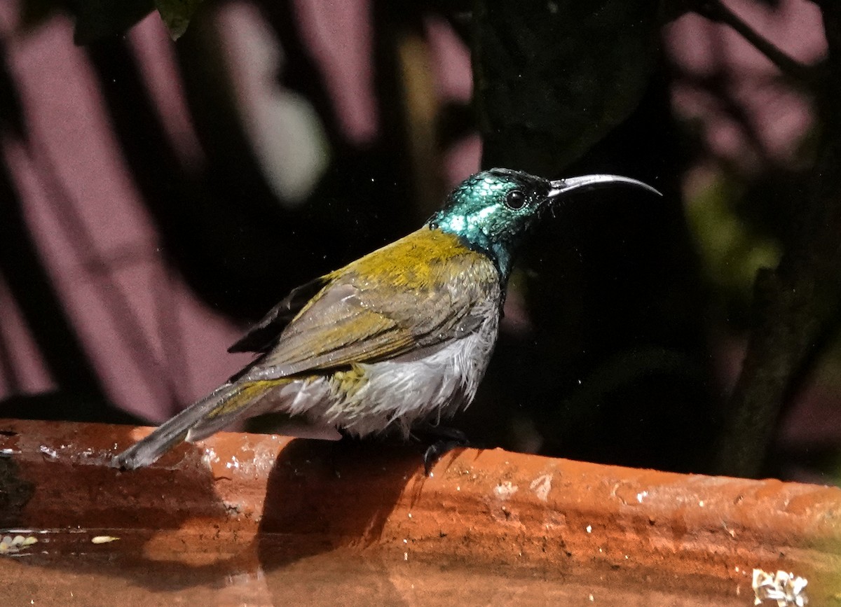 Green-headed Sunbird - ML647162403