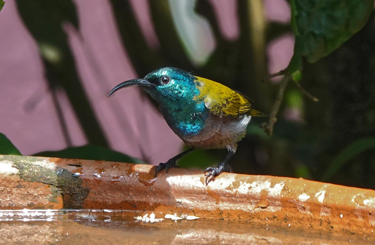 Green-headed Sunbird - ML647162404