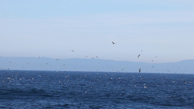 Мартиновий sp. - ML647162405