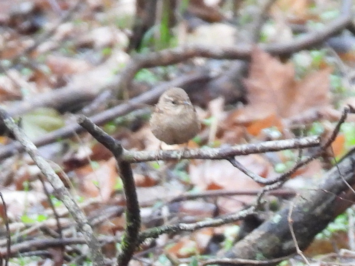 Winter Wren - ML647162406