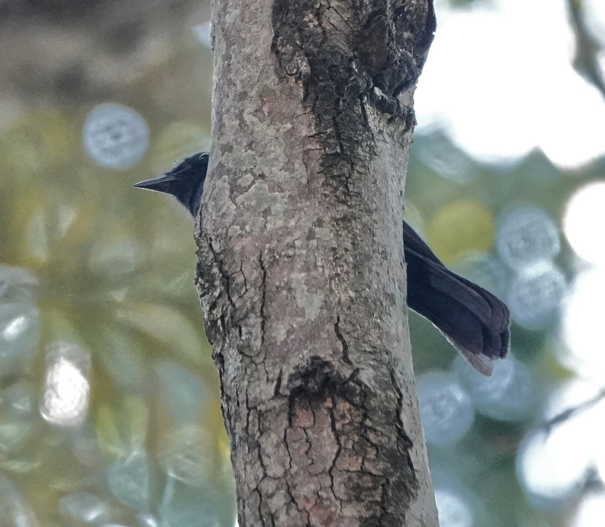 Northern Black-Flycatcher - ML647162408