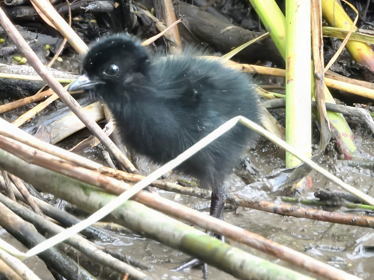 Spotless Crake - ML647162416