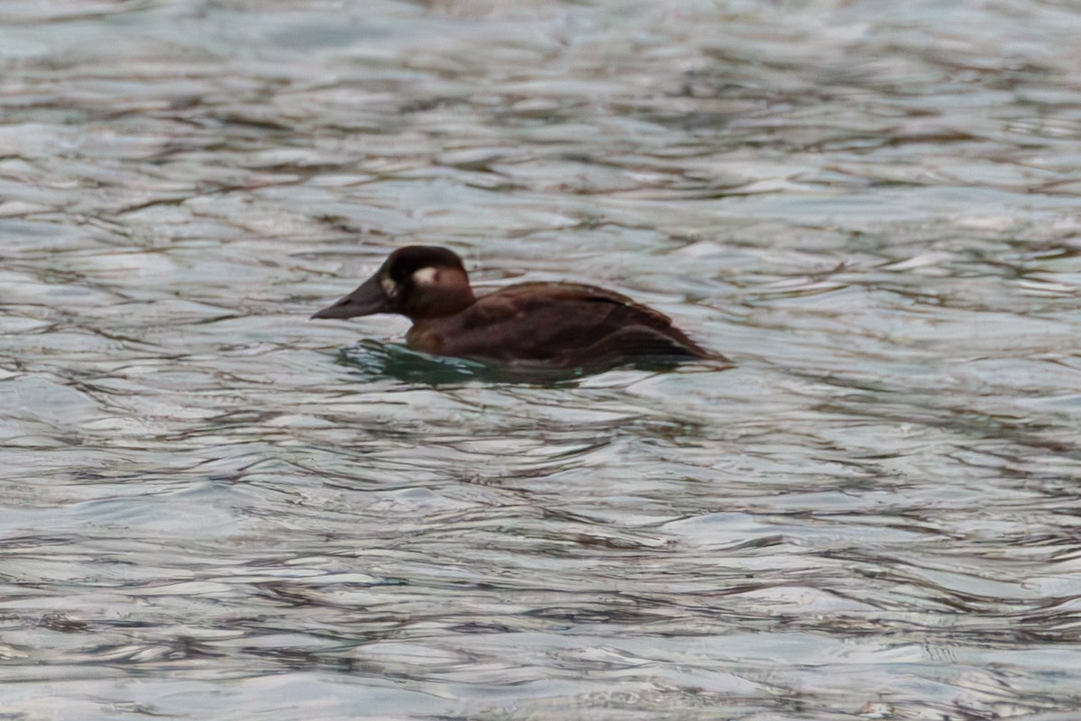 Surf Scoter - ML647162417