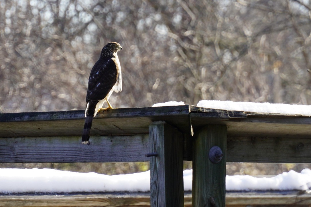 Cooper's Hawk - ML647162420