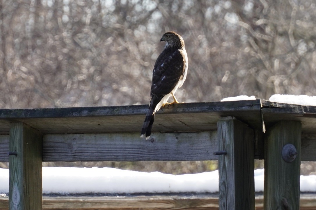 Cooper's Hawk - ML647162422