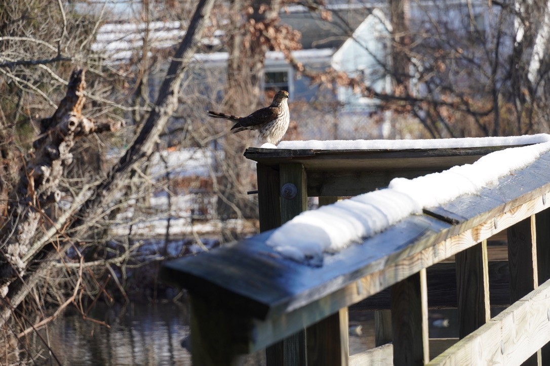 Cooper's Hawk - ML647162424