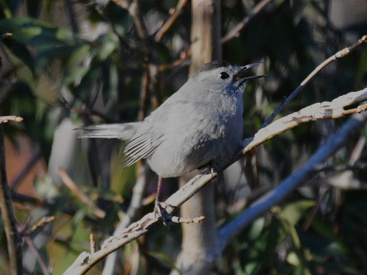 Gray Catbird - ML647162436