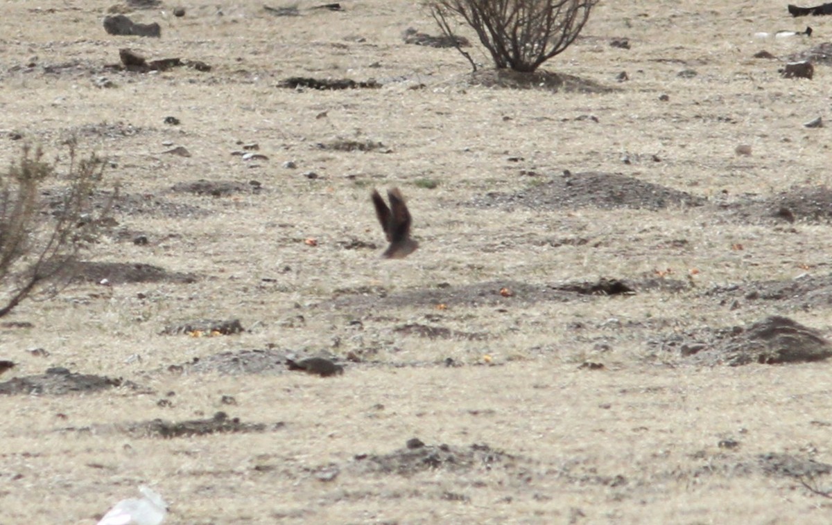 Golden-spotted Ground Dove - ML647162437