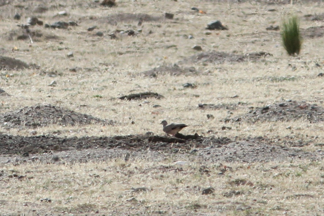 Golden-spotted Ground Dove - ML647162438