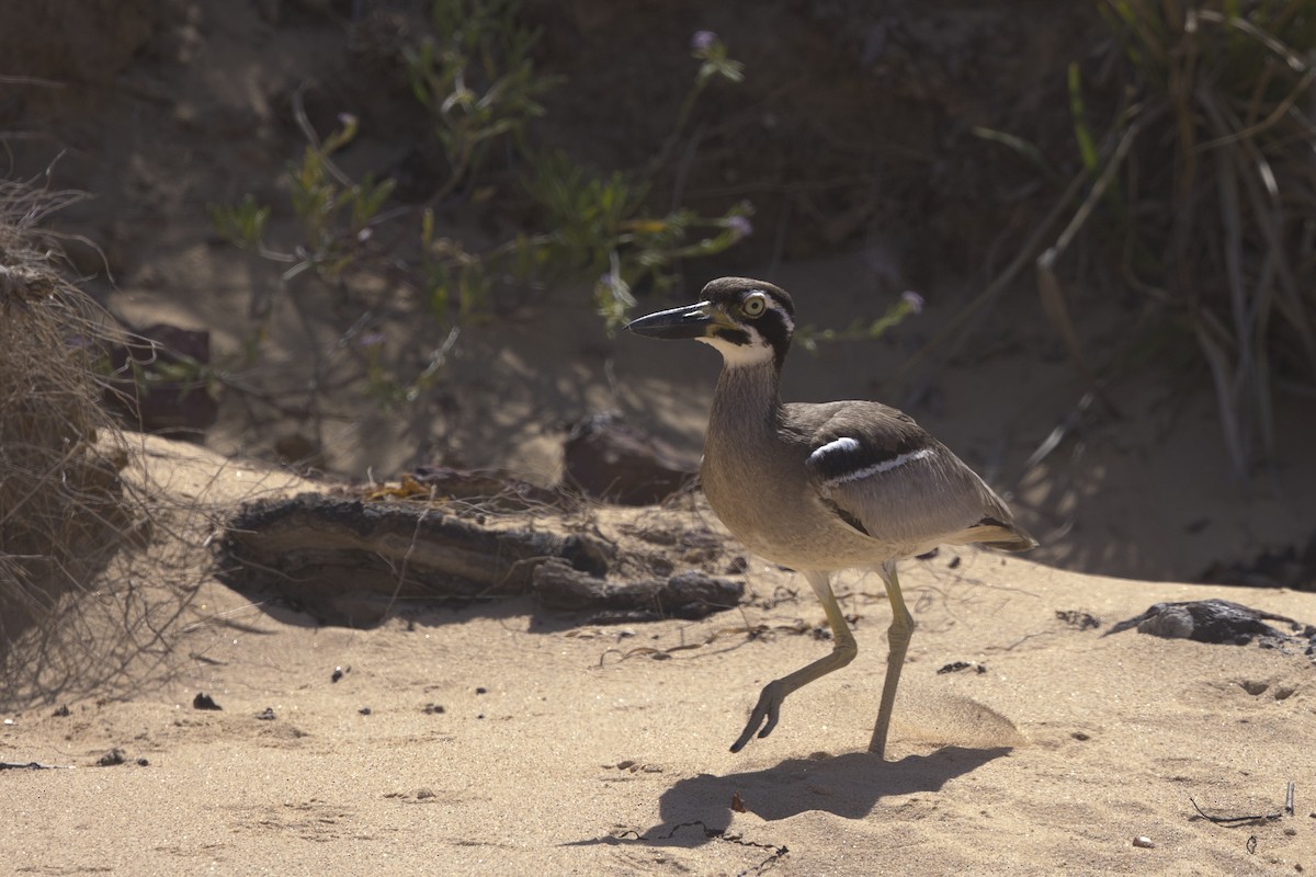 Лежень рифовий - ML647162440