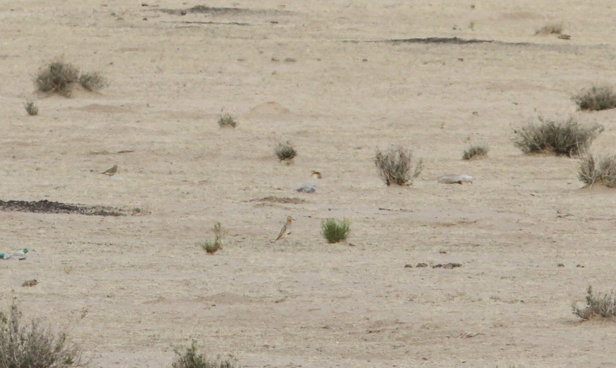 Tawny-throated Dotterel - ML647162441