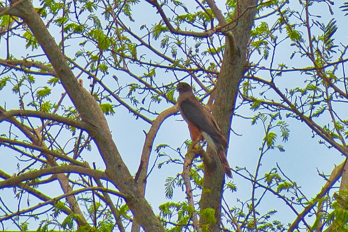 Gundlach's Hawk - ML647162452