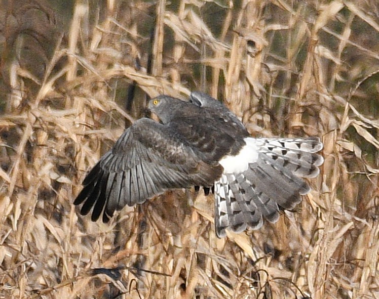 Northern Harrier - ML647162457