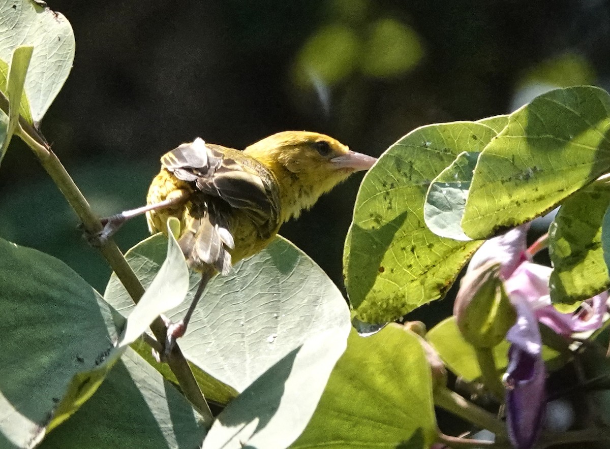 Slender-billed Weaver - ML647162458