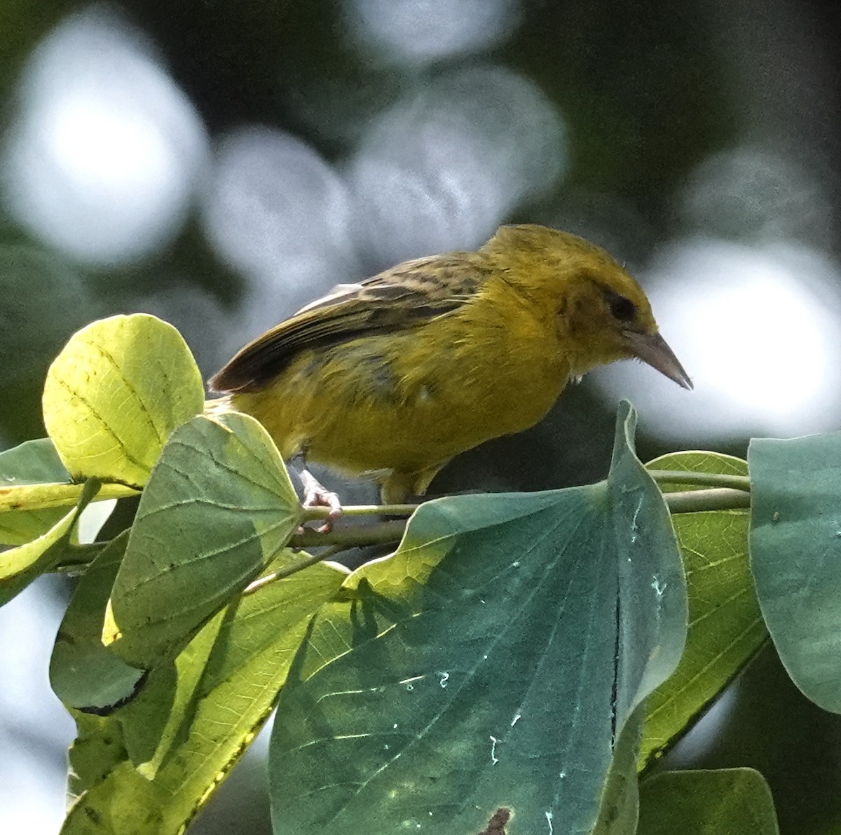 Slender-billed Weaver - ML647162459