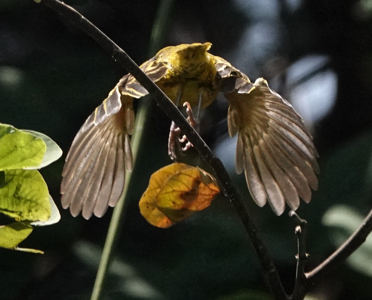 Slender-billed Weaver - ML647162460