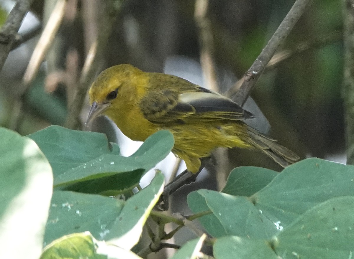 Slender-billed Weaver - ML647162461