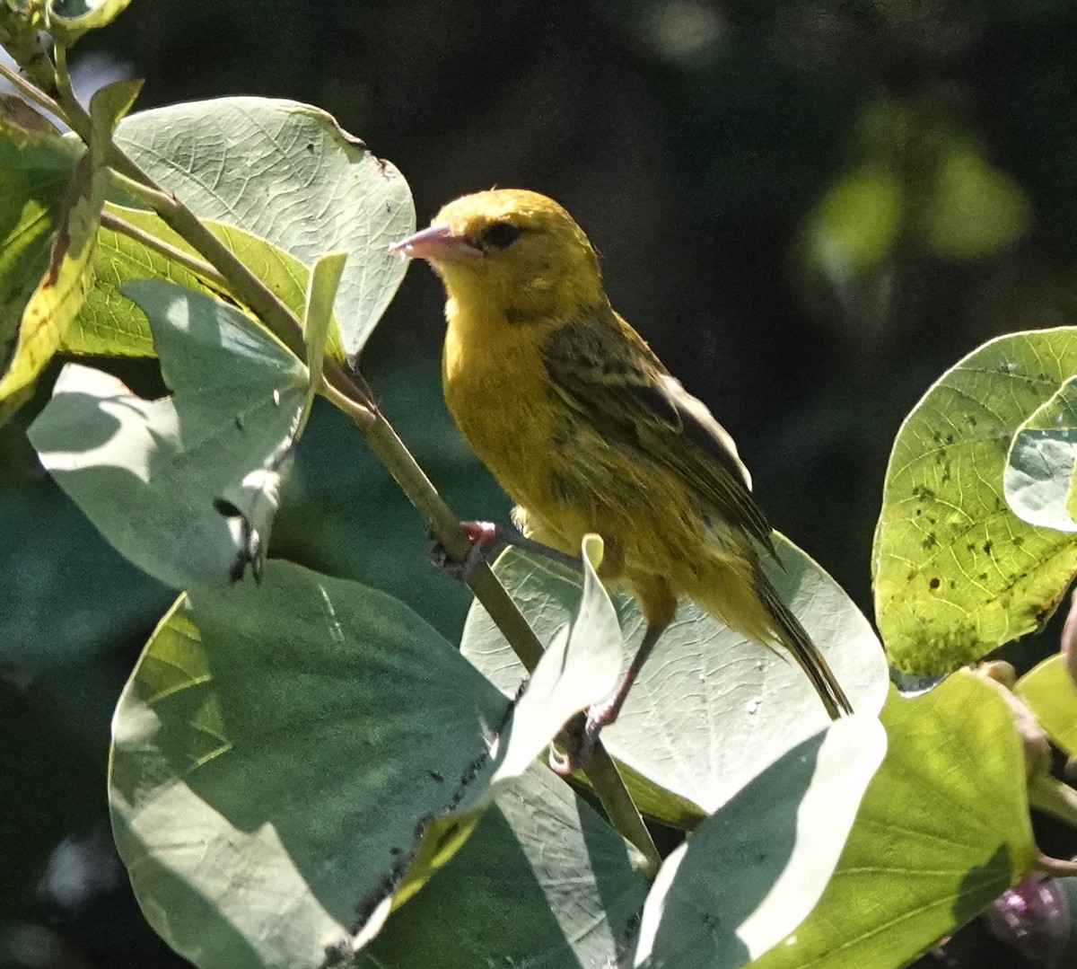 Slender-billed Weaver - ML647162462
