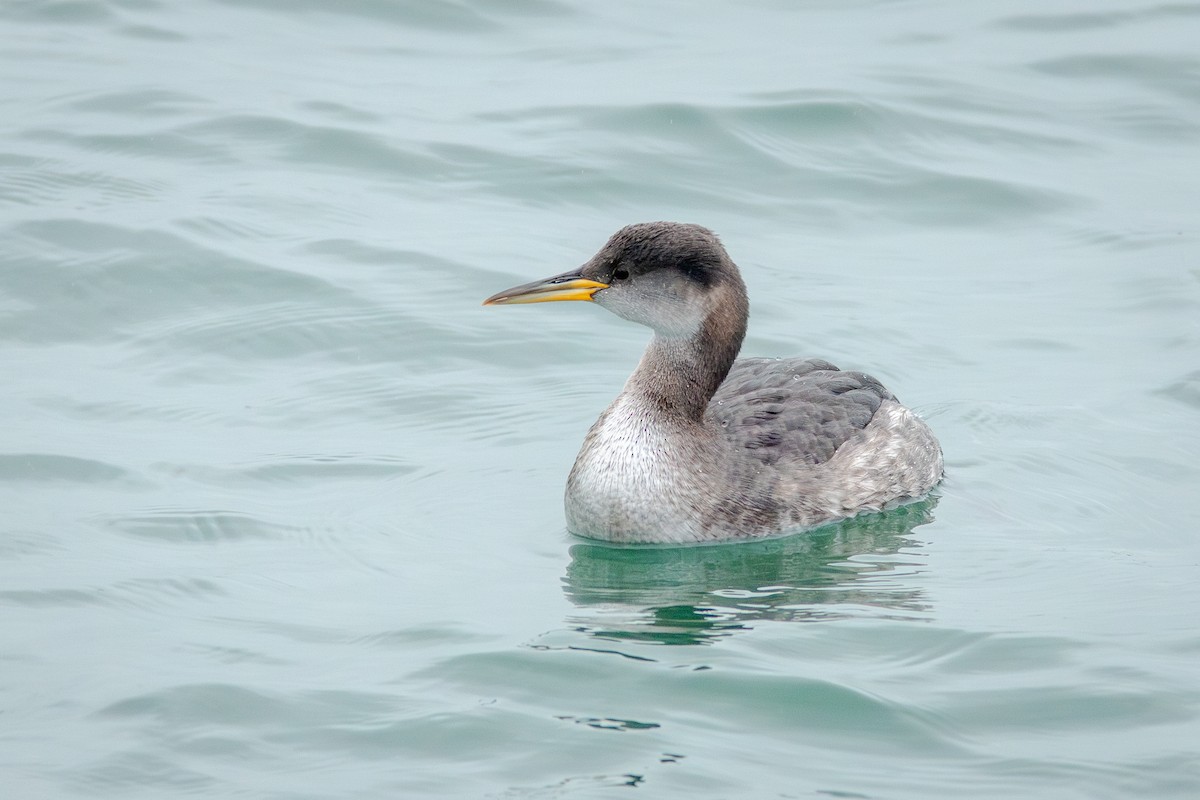 Пірникоза сірощока - ML647162463