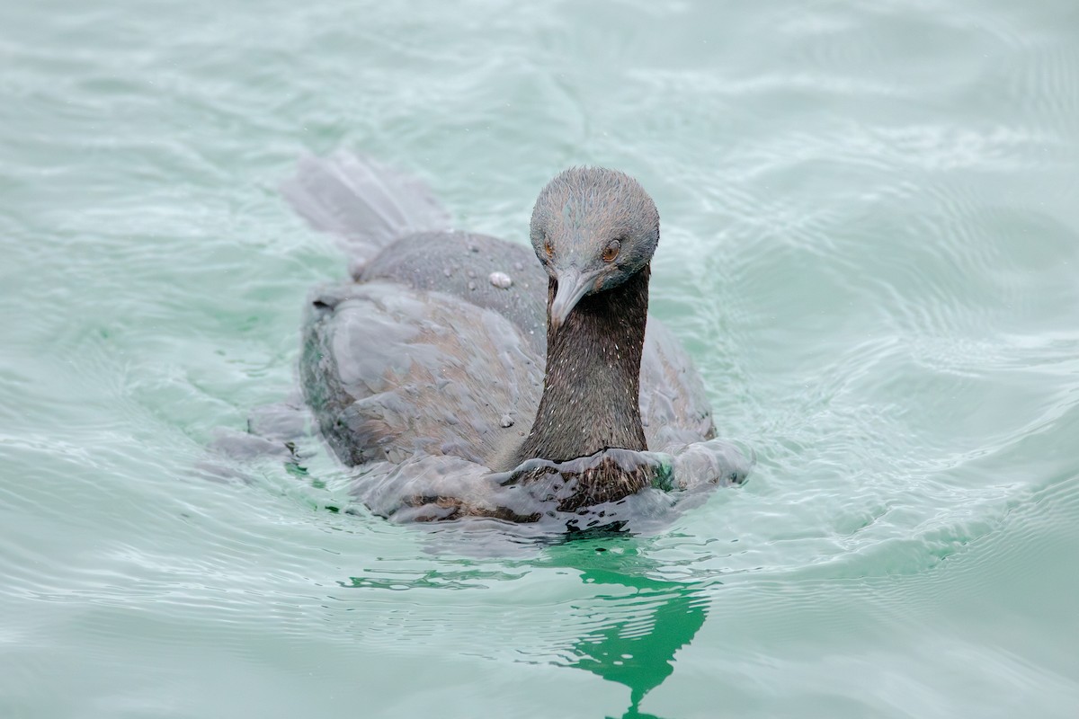 Баклан берингійський - ML647162467